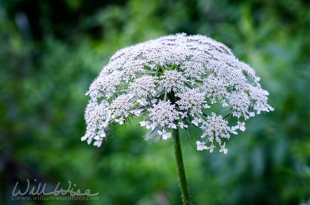 Queen Anne`s Lace Flower Picture