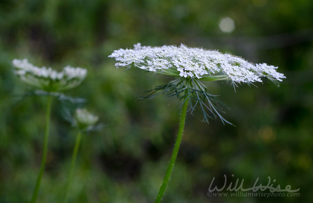 Queen Anne`s Lace Flower Picture