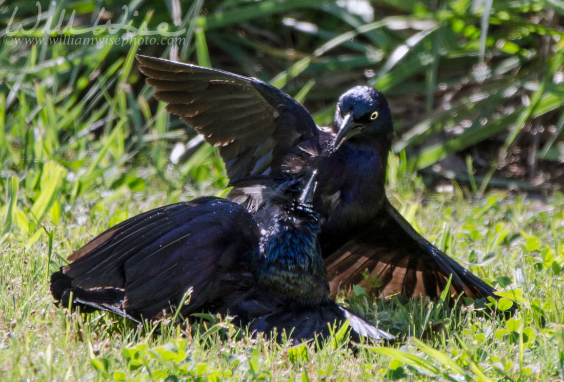 Grackle Battle Picture