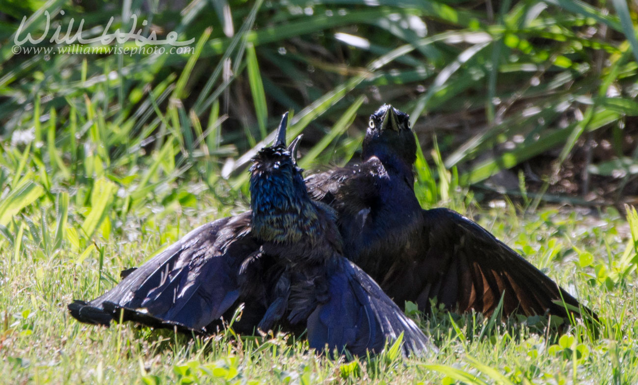 Two Common Grackles involved in a territorial fight. Walton County, GA Picture