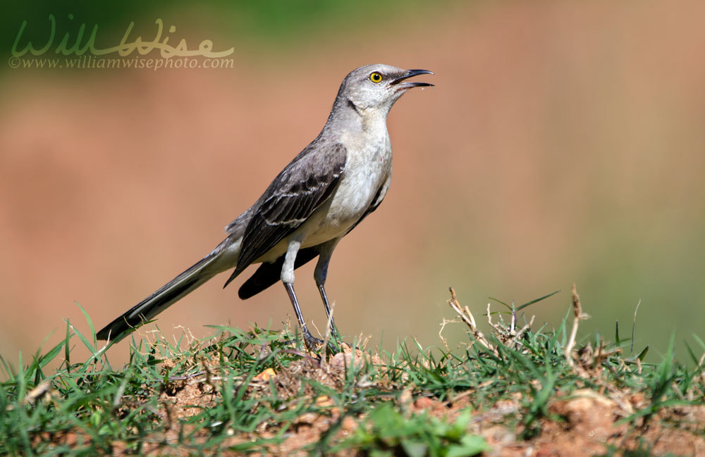 Northern Mockingbird singing, Georgia USA Picture