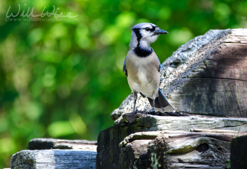 Blue Jay Georgia Birding Picture