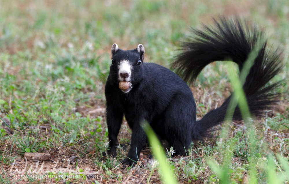 Black Fox Squirrel Picture