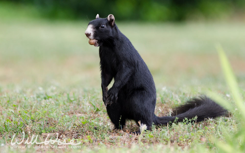 Fox Squirrel Picture