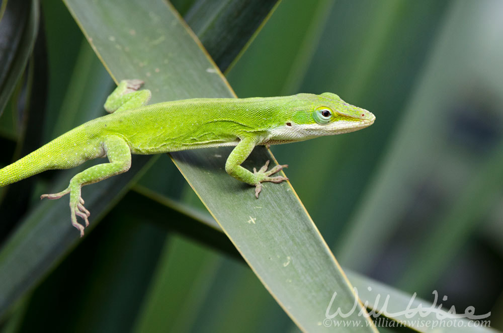Green Anole Lizard Picture