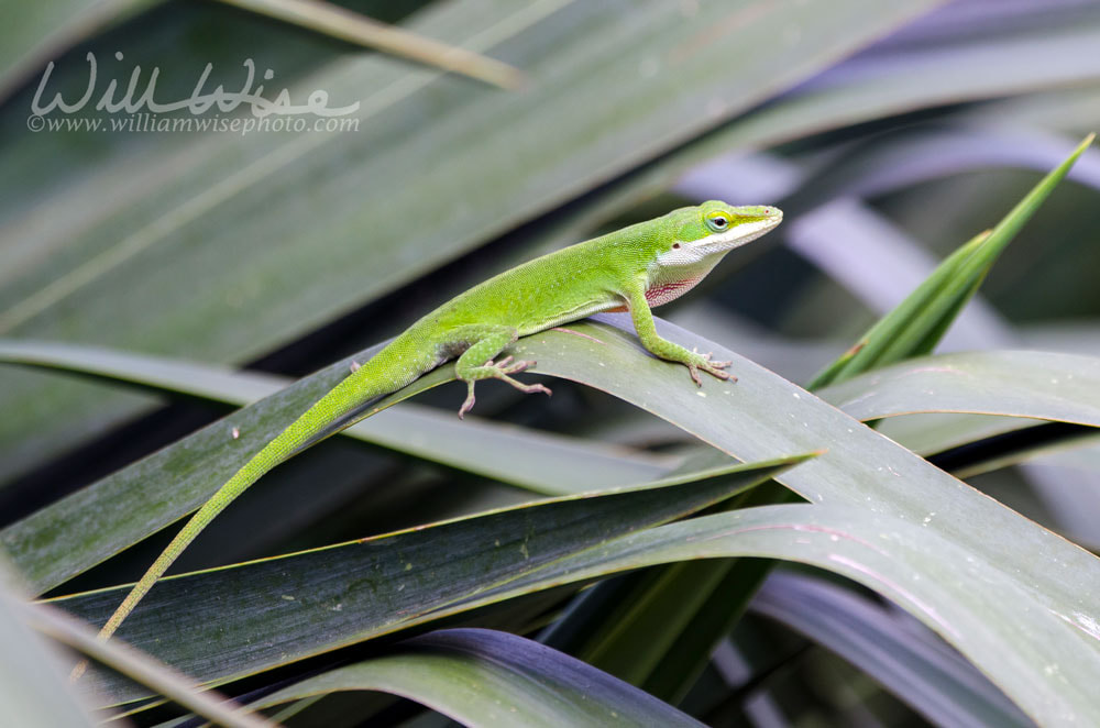 Green Anole American Chameleon lizard Picture