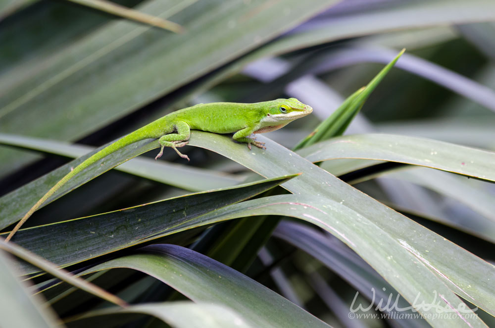 Green Anole American Chameleon lizard Picture