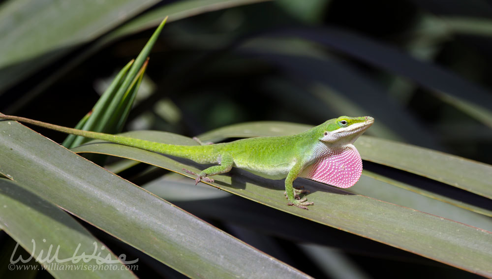 Green Anole American Chameleon lizard Picture