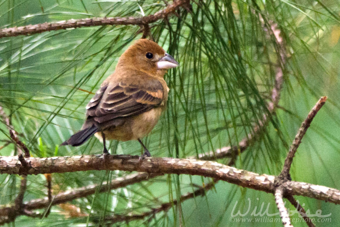 Female Blue Grosbeak Picture