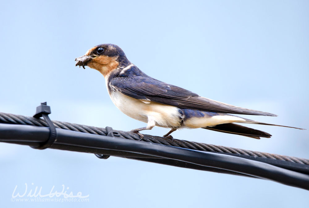 Barn Swallow perched with mud in beak for nest Picture