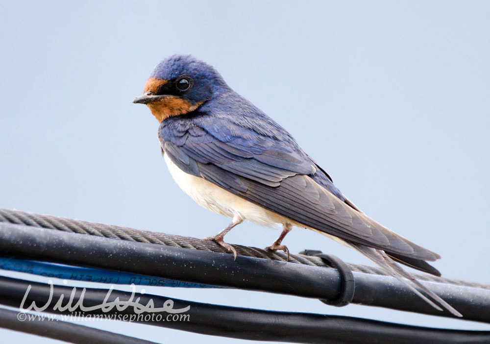 Barn Swallow Georgia Birding Picture