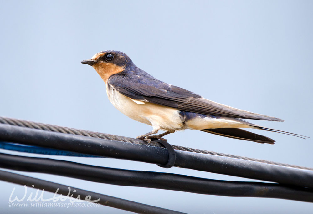 Barn Swallow Georgia Birding  Picture