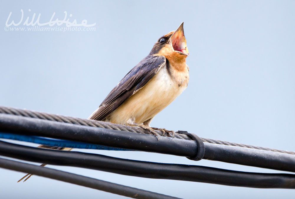 Barn Swallow Georgia Birding  Picture