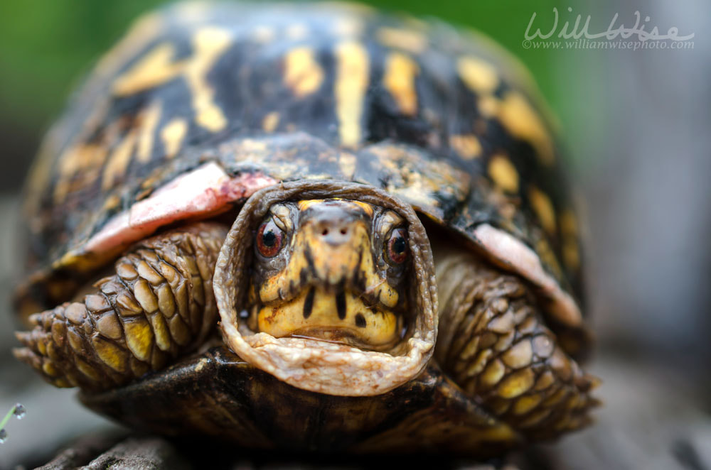 Eastern Box Turtle Georgia Picture