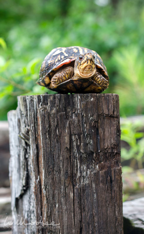 Turtle on a Fence Post Picture