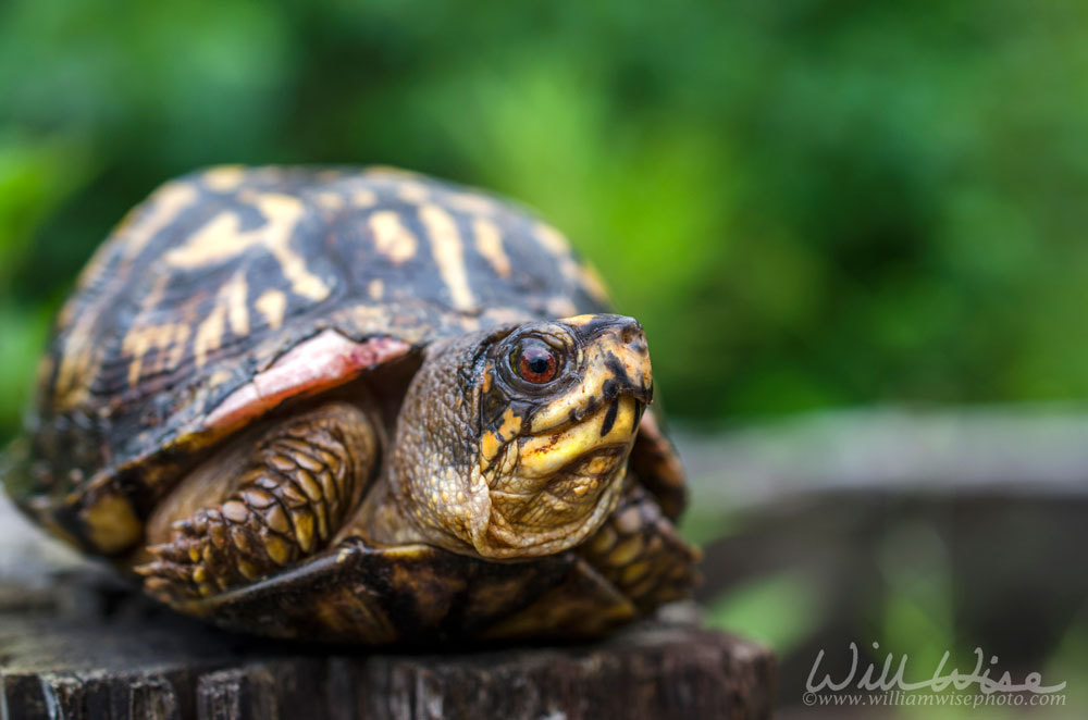 Eastern Box Turtle Georgia Picture