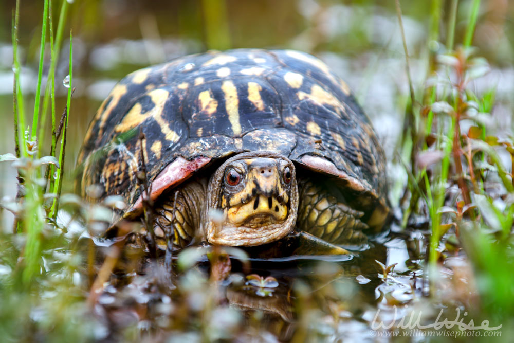 Eastern Box Turtle Georgia Picture