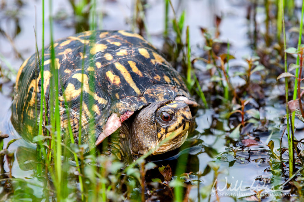 Eastern Box Turtle Georgia Picture