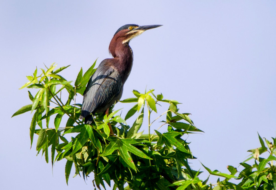 Green Heron Picture