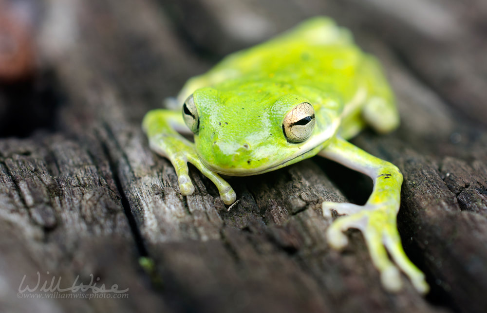 Green Tree Frog Walton Georgia Picture