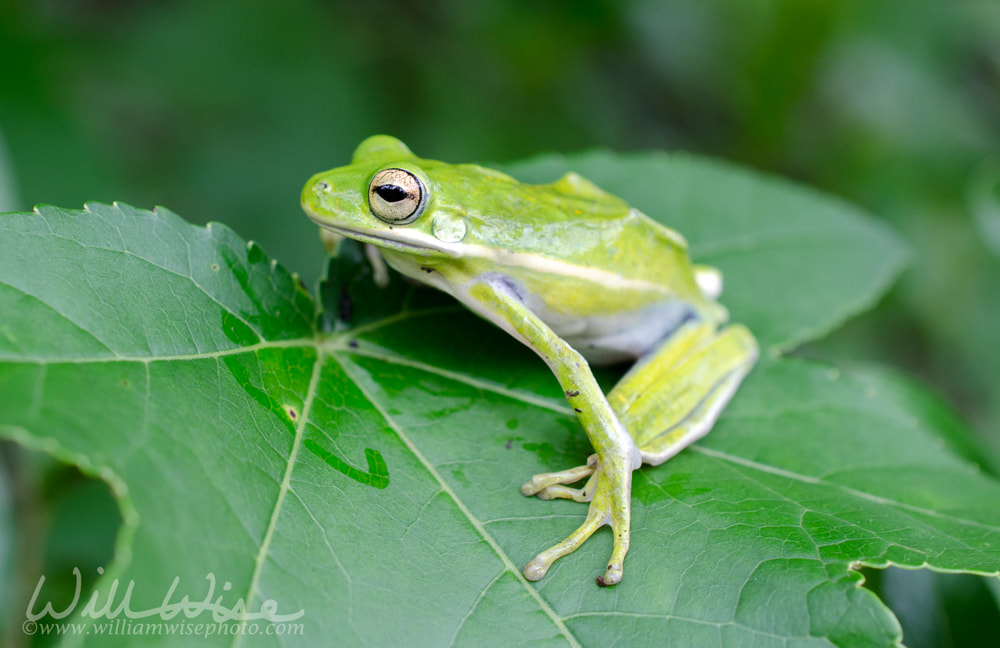 American Green Tree Frog on a Sweetgum leaf, Hyla cinerea Picture