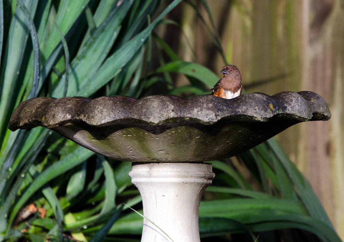 Eastern Towhee Bird Bath Picture