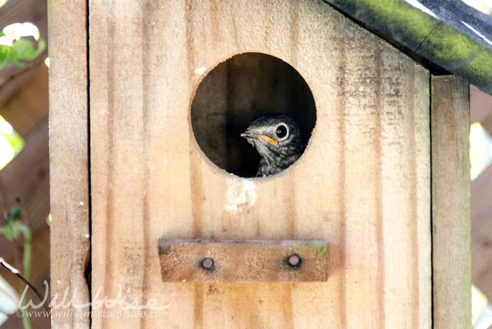 Eastern Bluebird Fledgling peeking from birdhouse nest box Picture