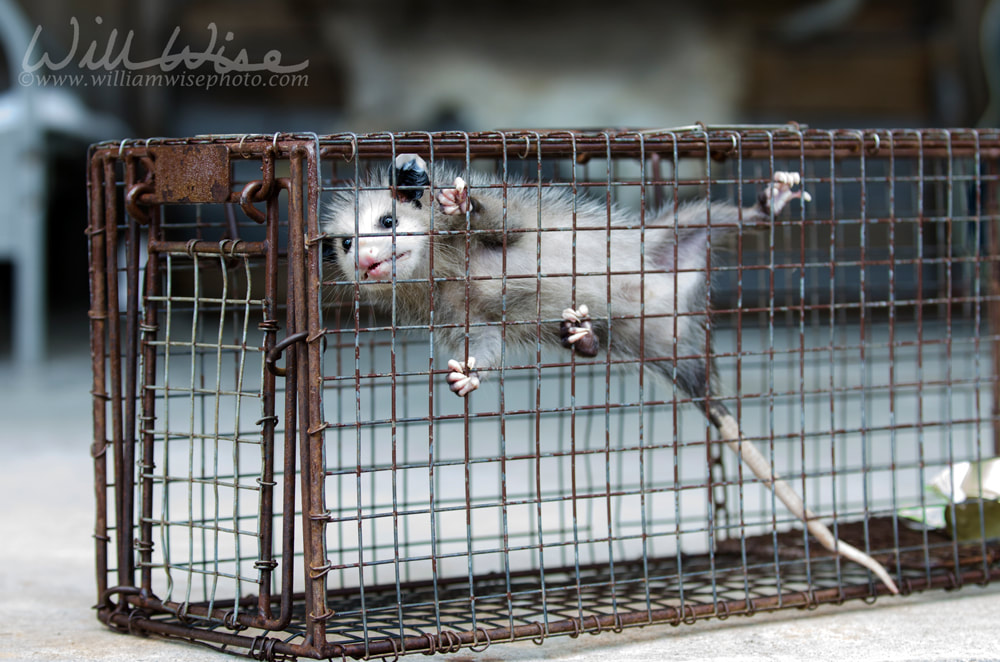 Virginia Opossum juvenile in humane raccoon cage trap Picture