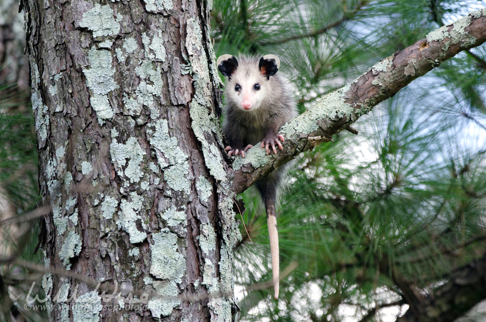 Virginia Opossum juvenile in tree Picture