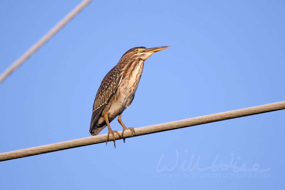 Green Heron bird, Butorides virescens, Georgia USA Picture