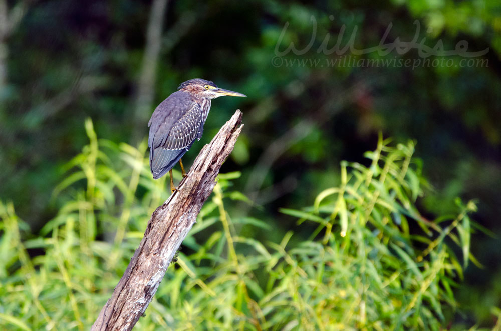 Green Heron Wading bird bittern crane, Butorides virescens. Walton County, Georgia USA Picture