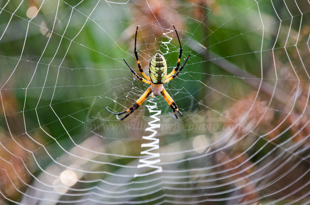 Spider Web Yellow Garden Zipper Spider Picture