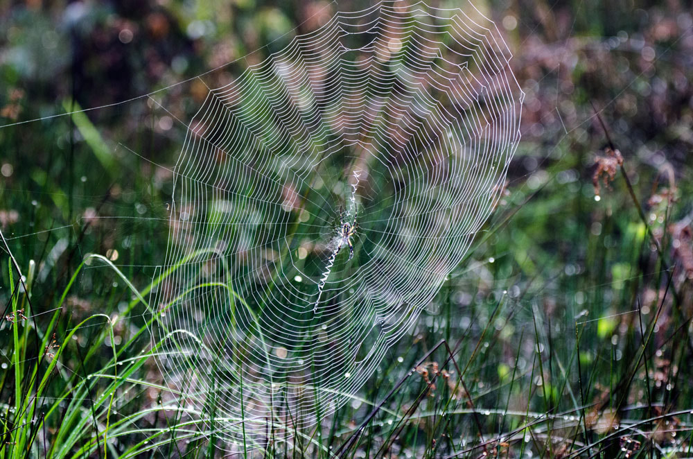 Spider Web Yellow Garden Zipper Spider Picture