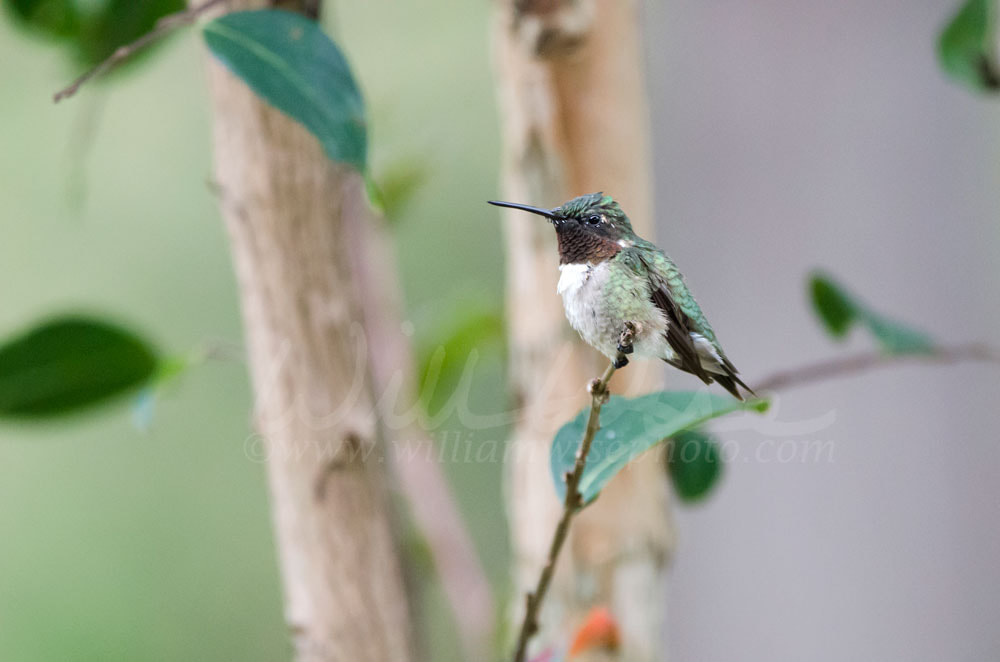 Male red throat Ruby-throated Hummingbird Picture