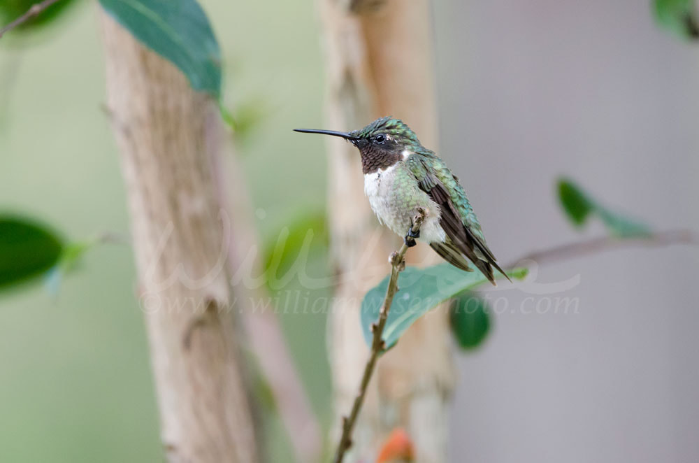 Male red throat Ruby-throated Hummingbird Picture