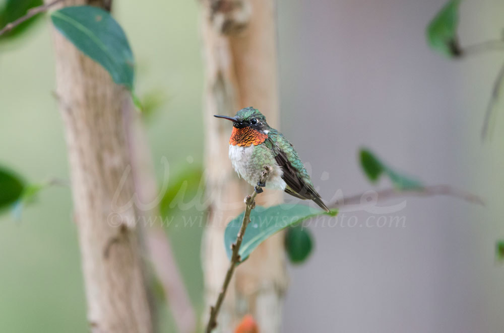Male red throat Ruby-throated Hummingbird Picture