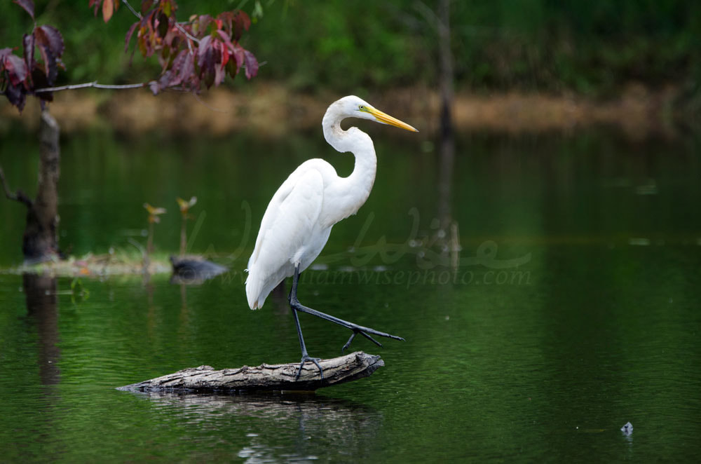 Great Egret Walton Georgia Picture