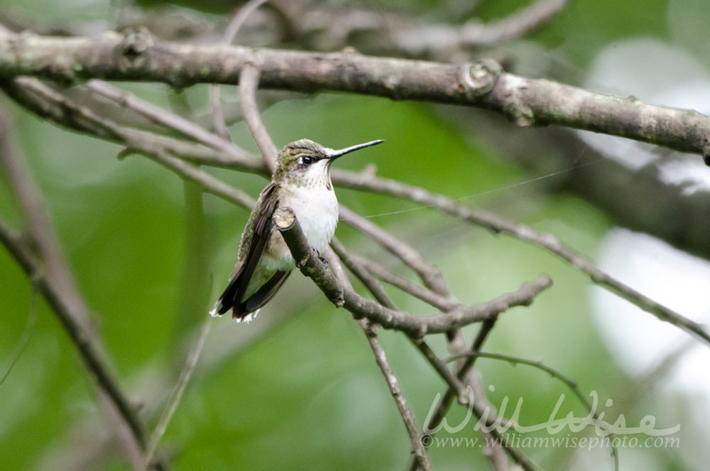 Ruby-throated Hummingbird on perch Picture