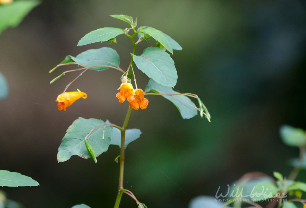 Orange Common Jewelweed flowers in summer garden Picture