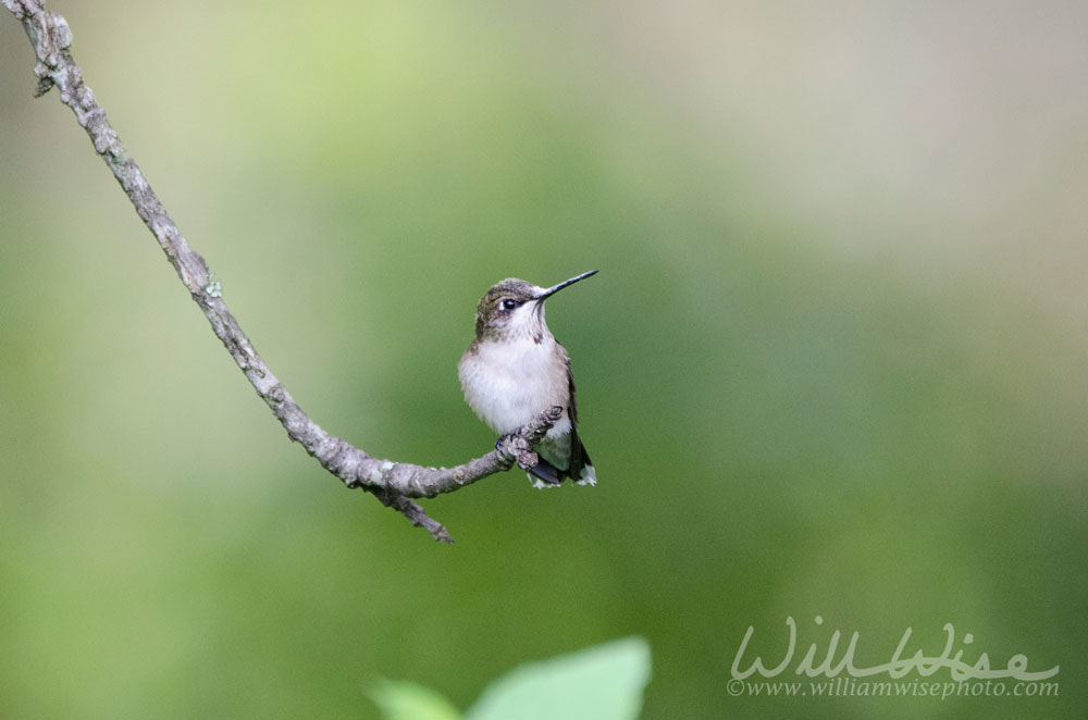 Ruby Throated Hummingbird Picture