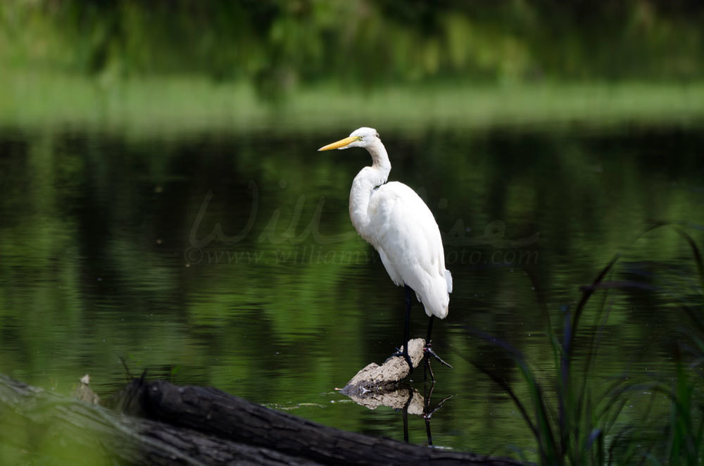 Great Egret Walton County Georgia Picture