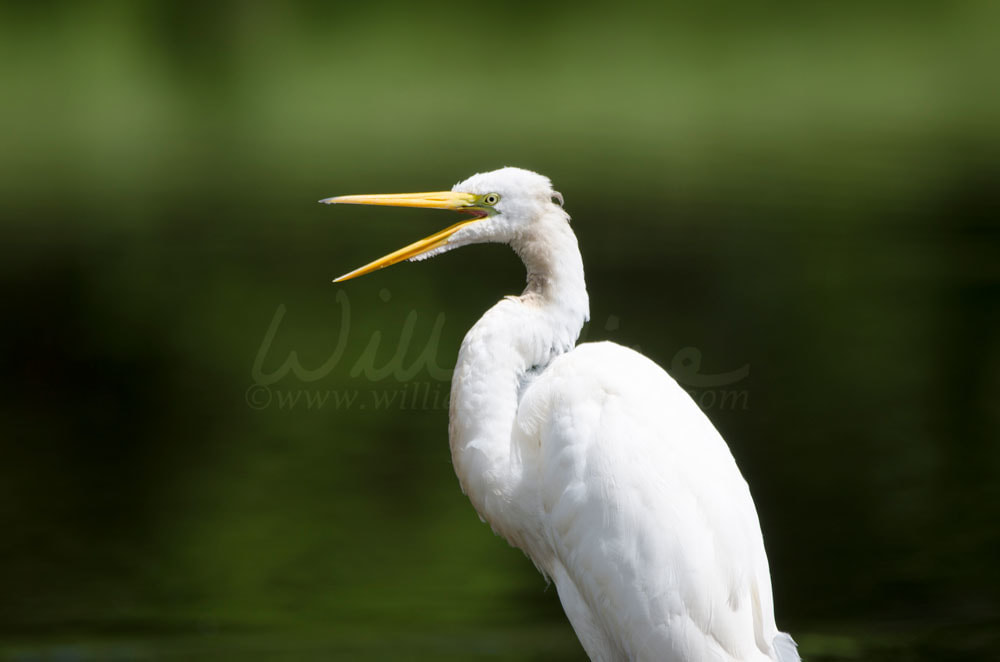 White Great Egret wading bird open mouth beak Picture