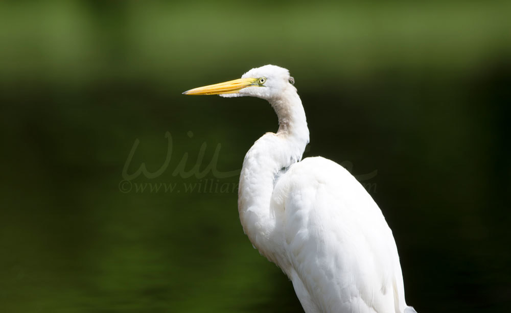 Great Egret Walton County Georgia Picture