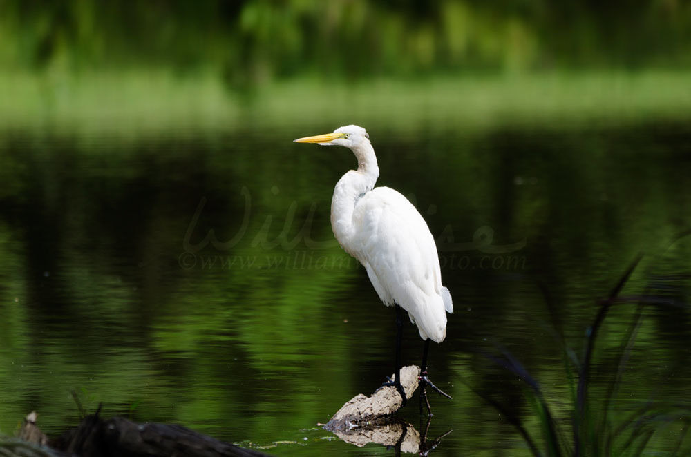 Great Egret Walton County Georgia Picture