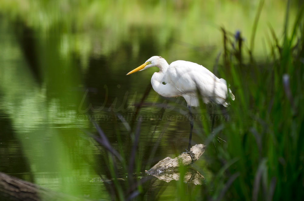 Great Egret Walton County Georgia Picture