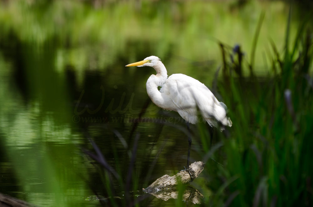 Great Egret Walton County Georgia Picture