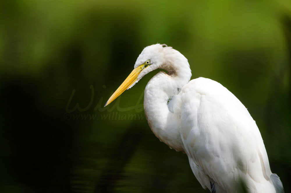 Great Egret Walton County Georgia Picture