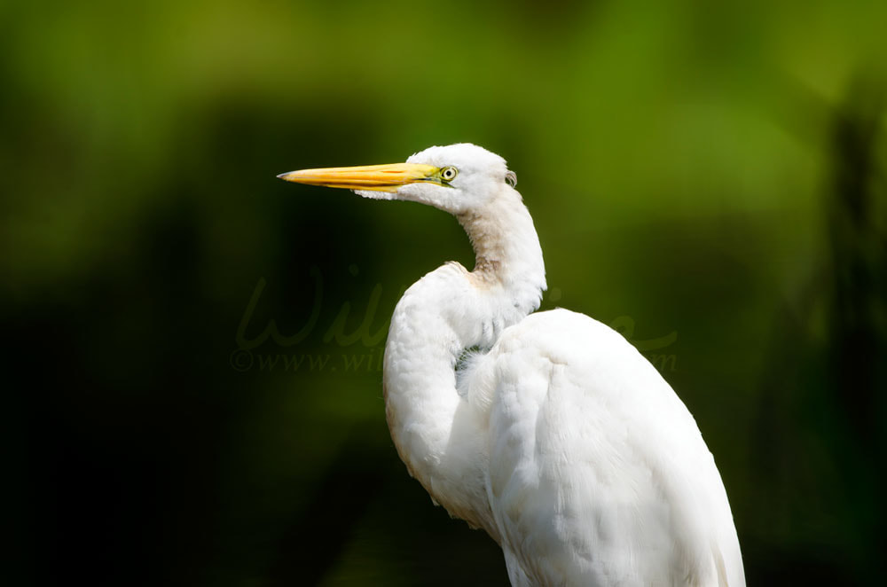 Great Egret Walton County Georgia Picture