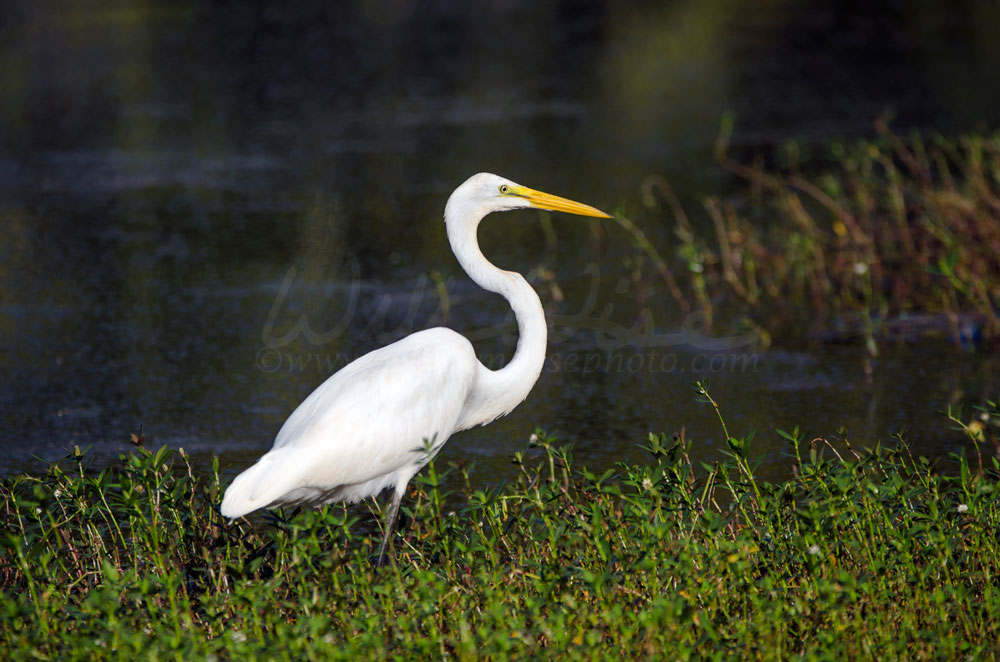 White Great Egret long-legged wading bird Picture