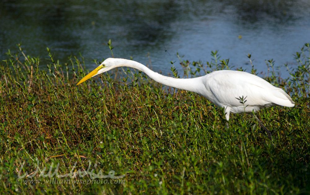 White Great Egret long-legged wading bird Picture